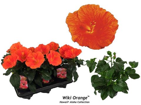 Hibiscus rosa-sinensis 'Wiki Orange'