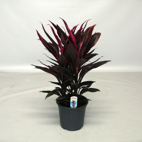 Cordyline fruticosa 'Tango'