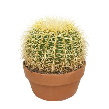 Echinocactus grusonii