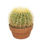 Echinocactus grusonii