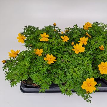 Bidens ferulifolia