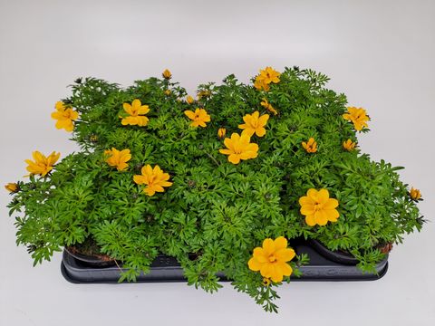 Bidens ferulifolia