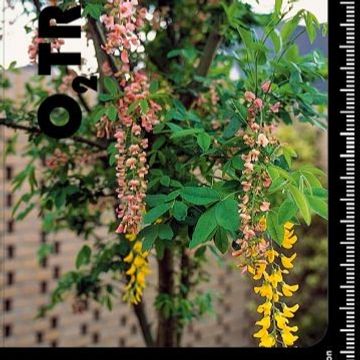 +Laburnocytisus adamii