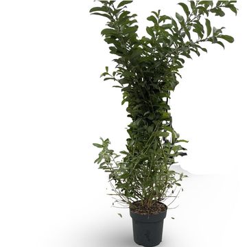 Salix gracilistyla 'Mt. Aso'