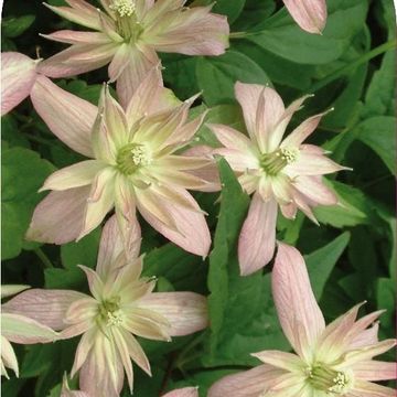 Clematis 'Marjorie' (M)