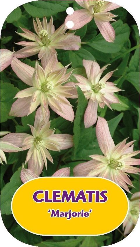 Clematis 'Marjorie' (M)