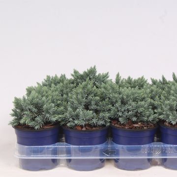 Juniperus squamata 'Blue Star'