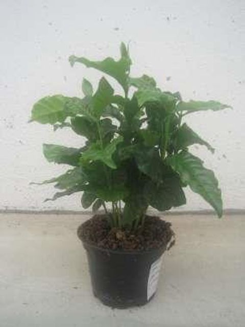 Coffea arabica