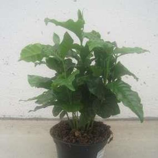 Coffea arabica