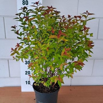 Спирея japonica 'Goldflame'