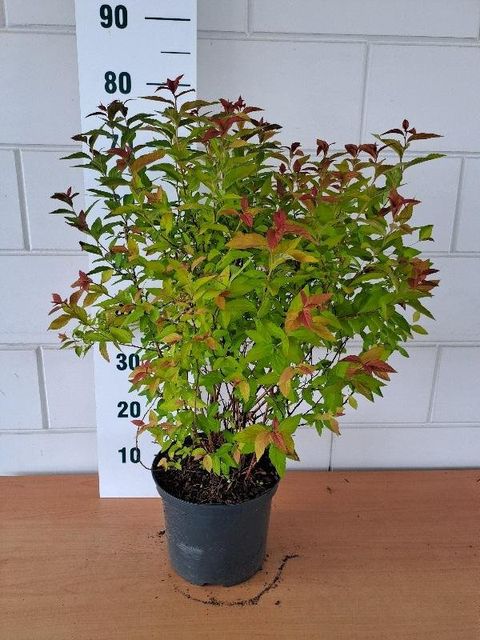 Спирея japonica 'Goldflame'