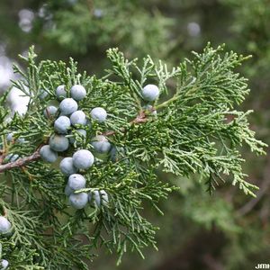 Juniperus chinensis 'Keteleeri' (Bremmer Boomkwekerijen)