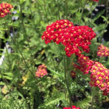 Achillea millefolium 'Paprika'