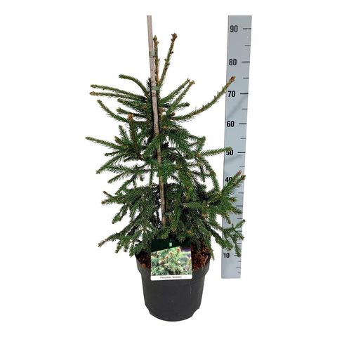 Picea abies 'Acrocona'