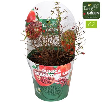 Punica granatum 'Unica'