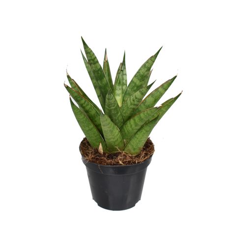 Sansevieria trifasciata 'Pineapple'