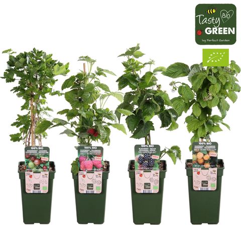 Plantas frutíferas MIX