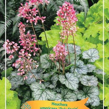 Heuchera americana 'Dale'