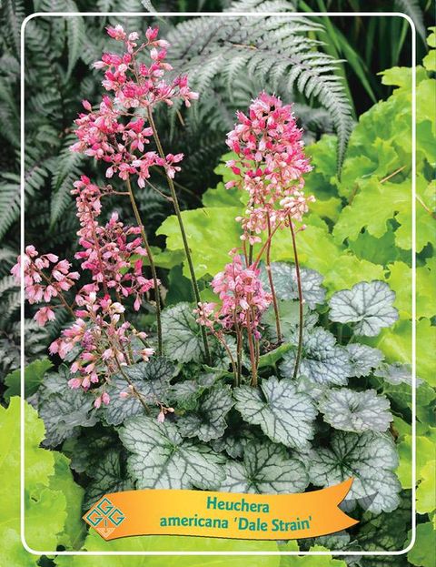 Heuchera americana 'Dale'