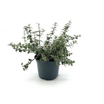 Euonymus fortunei 'Emerald Gaiety'