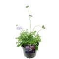 Scabiosa columbaria 'Butterfly Blue'