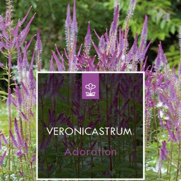 Veronicastrum virginicum 'Adoration'