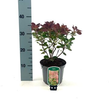 Cotinus coggygria RED SPIRIT