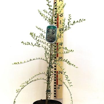 Azara microphylla 'Variegata'