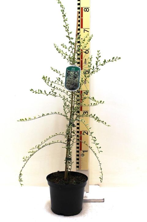 Azara microphylla 'Variegata'