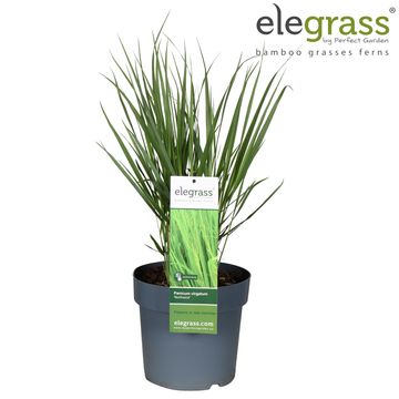 Panicum virgatum 'Northwind'