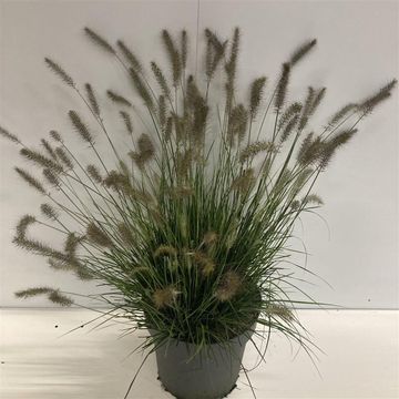 Pennisetum alopecuroides 'Хамельн'