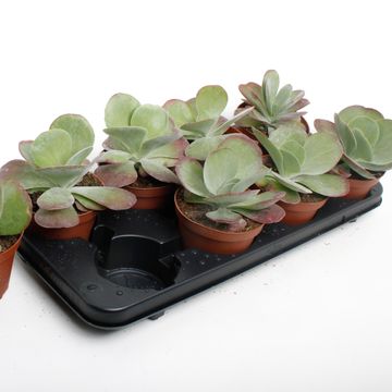 Kalanchoe thyrsiflora