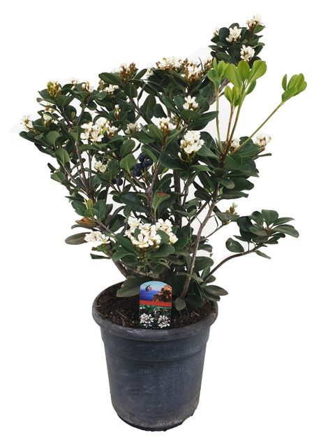 Rhaphiolepis umbellata