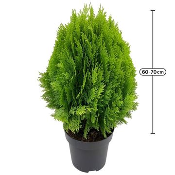 Thuja occidentalis 'Aurea Nana'
