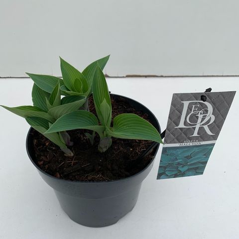 Hosta 'Halcyon'