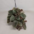 Episcia cupreata 'Shimmer'
