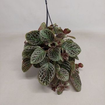 Episcia cupreata 'Shimmer'