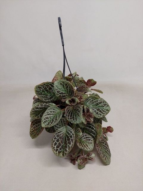 Episcia cupreata 'Shimmer'