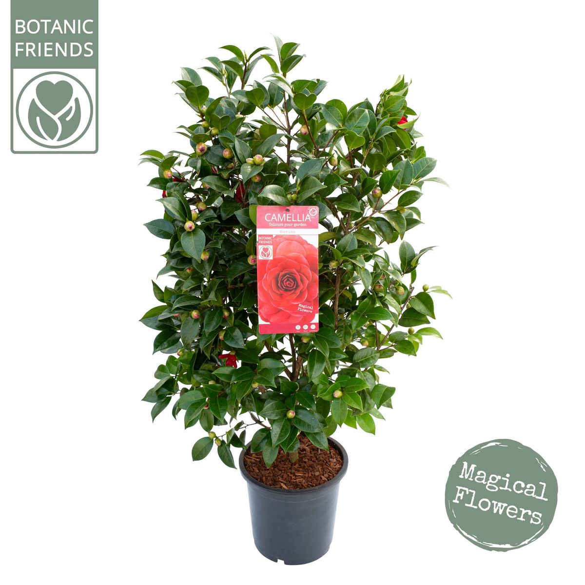 Camellia 'Black Lace' — Plant Wholesale FlorAccess