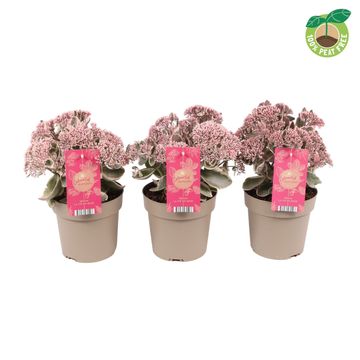 Sedum telephium SEDUCTION LA VIE EN ROSE