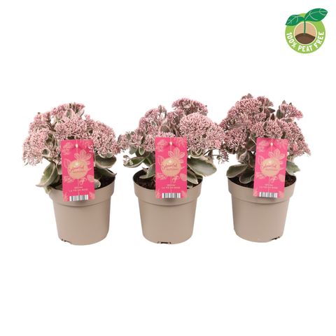 Sedum telephium SEDUCTION LA VIE EN ROSE