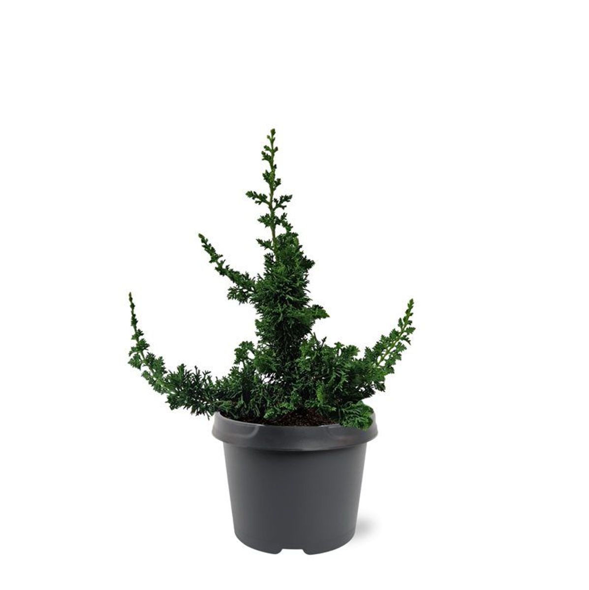 Thuja occidentalis 'Malonyana Holub'  Plant Wholesale FlorAccess