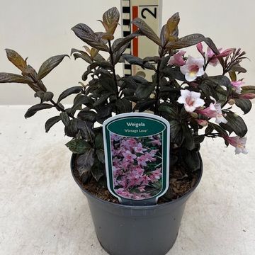 Weigela VINTAGE LOVE