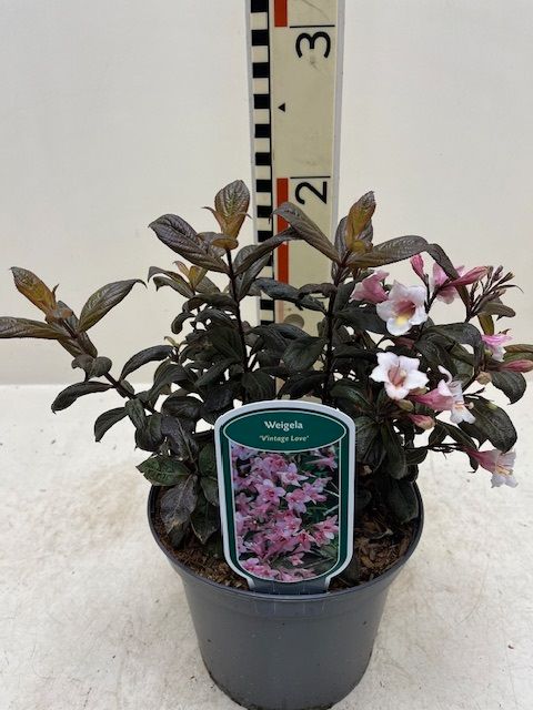 Weigela VINTAGE LOVE