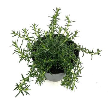 Rosmarinus officinalis 'Capri'