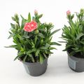 Dianthus OSCAR WHITE AND RED