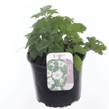 Anemone x hybrida 'Онорин Жобер'