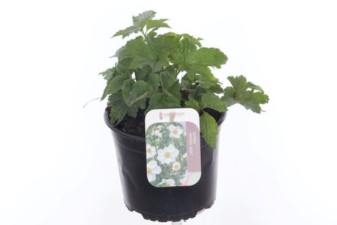 Anemone x hybrida 'Honorine Jobert'