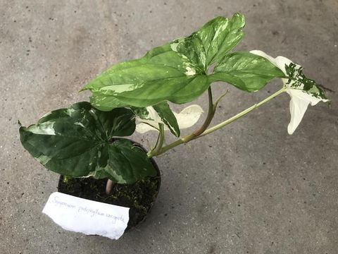 Syngonium podophyllum 'Albo Variegatum'