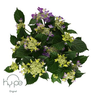 Hydrangea macrophylla LACECAP BLUE